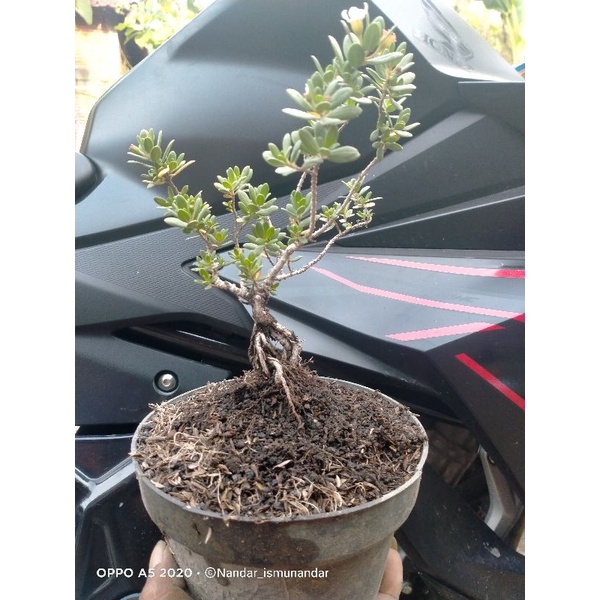 bonsai santigi mawar micro super prokar 45k