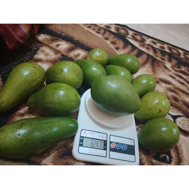 

Alpukat Mentah dan Mateng