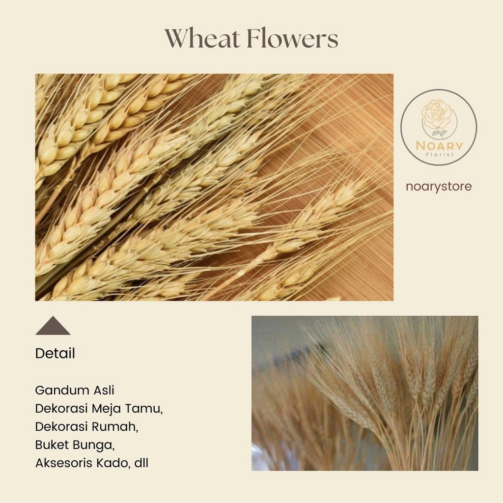 Bunga Gandum Import / Wheat Flower