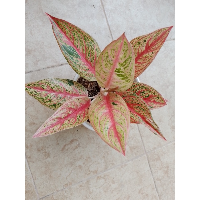 [REAL PICT] aglonema red legacy / aglaonema red legacy anakan / aglonema legacy merah