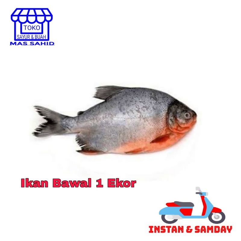 

Ikan Bawal Segar Bawal Tawar Fresh Kirim instan & someday