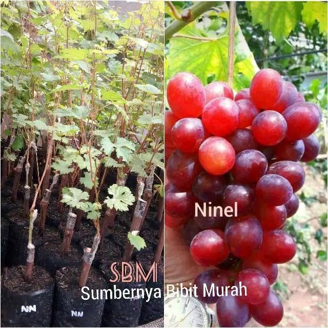 Suplayer Bibit Anggur Ninel / Anggur Impor Ninel
