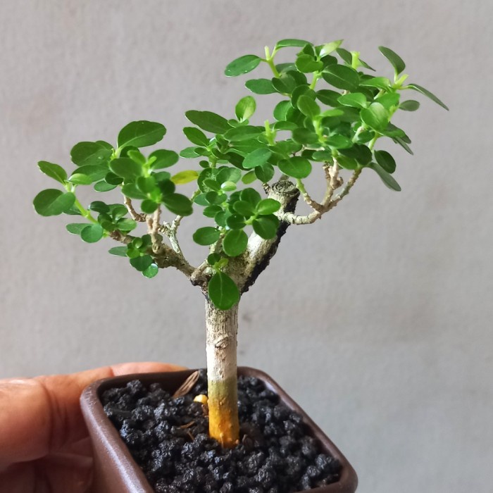 Hiasan Bonsai Sancang Mini