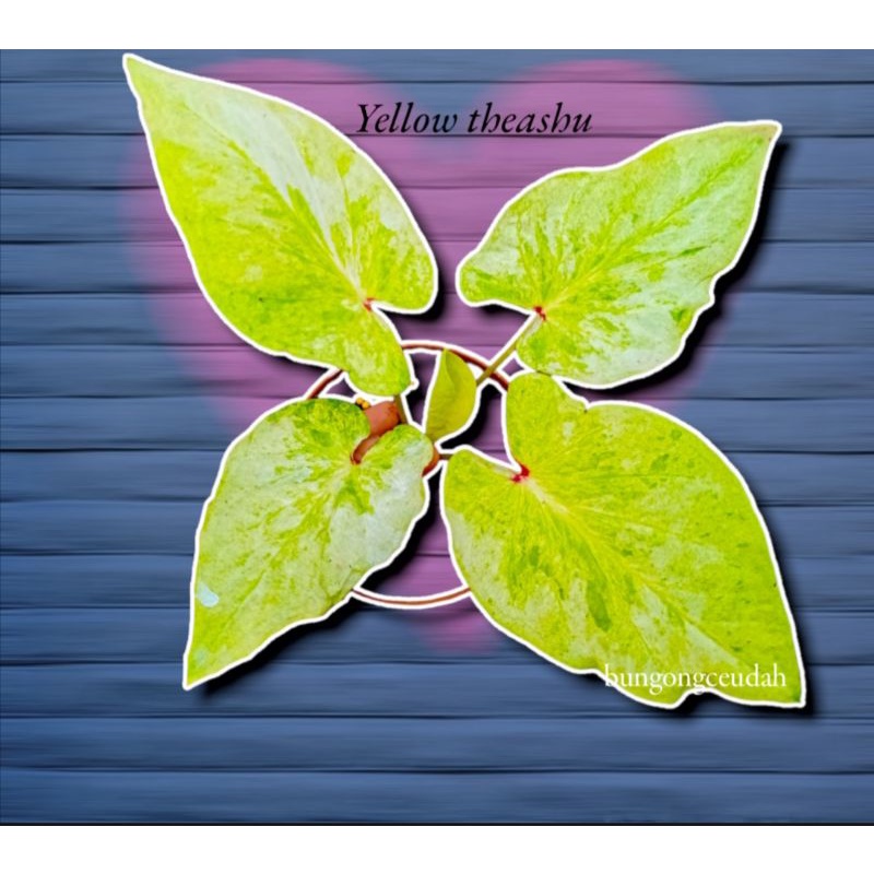 caladium yellow theashu