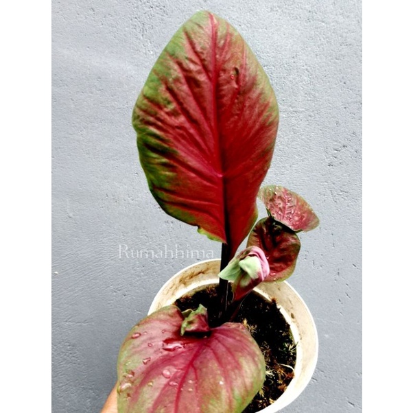caladium/keladi daun sawi merah, hybrid silangan, daun lumayan tebal, keladi kipas merah