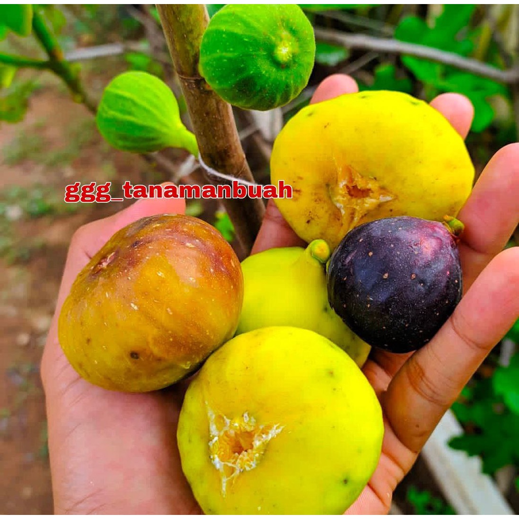 Bibit Buah Tin Kuning Jumbo Deana Unggul