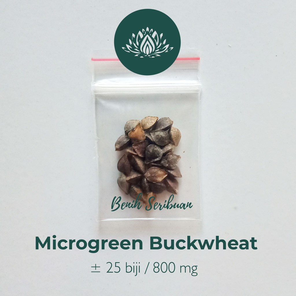 Benih Seribuan - 25 Bibit Microgreen Buckwheat Sprout Organik