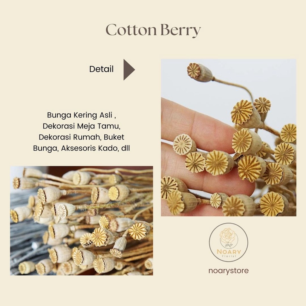COTTON BERRY / Bunga Kering / Bunga Import / Bunga Hiasan / Hand Craff / Bunga / Daun Kering / Bunga