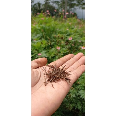 Biji kenikir/bibit kenikir/biji kenikir sayur/isi 100biji