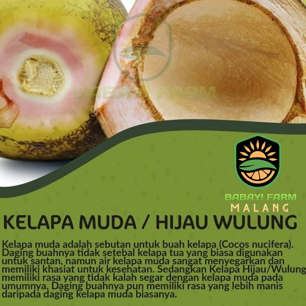 

Buah Kelapa Muda Hijau Wulung / Degan Ijo Herbal Utuh