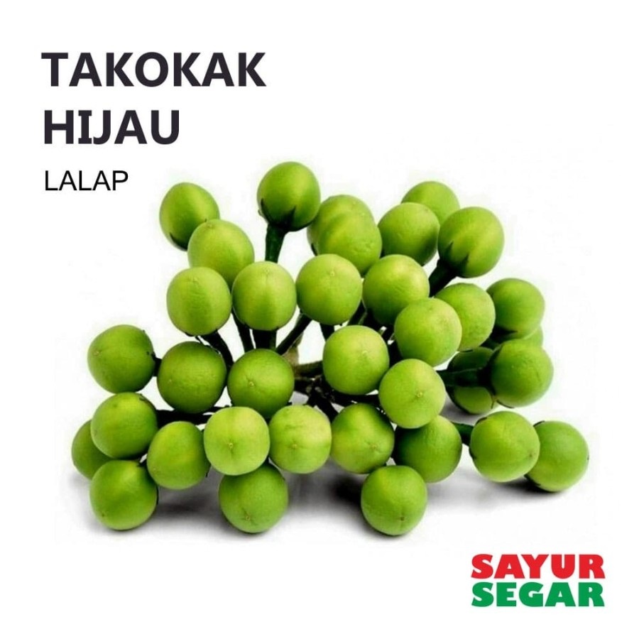 

Buah Takokak Segar 500gr | Buah Cepokak Fresh | Buah Takokak Langsung Petik Bisa Untuk Lalapan | Lalapan Segar | Lalap Segar