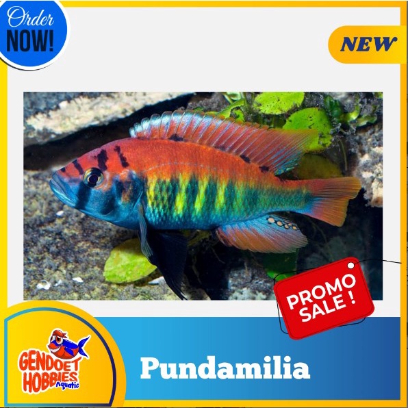 Cichlid Pundamilia Warna Murah