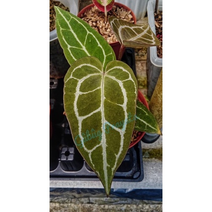 Anthurium Warocqueanum X Crystalinum Hybrid