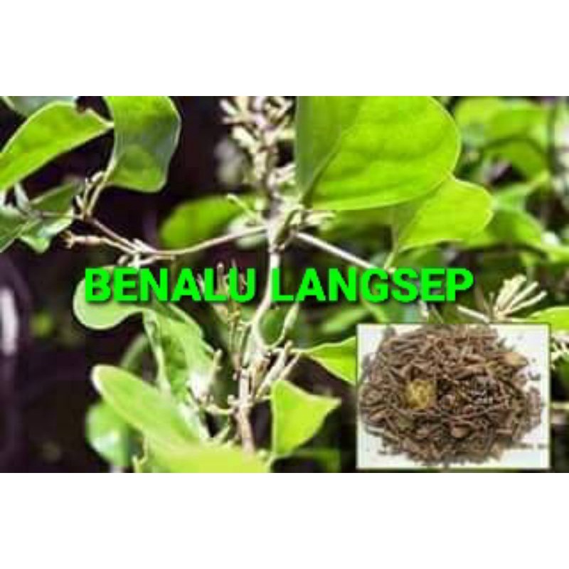 

DAUN BENALU LANGSEP KERING 1000 GRAM
