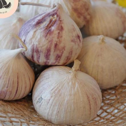 

LAI425 Bawang Putih Tunggal Lanang Besar 1KG ==