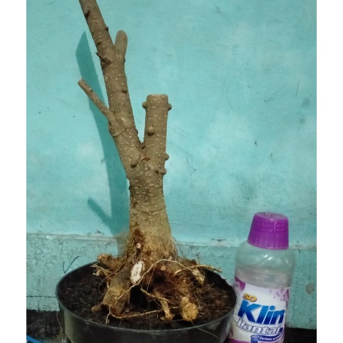 bahan bonsai anting putri dongkelan karakter