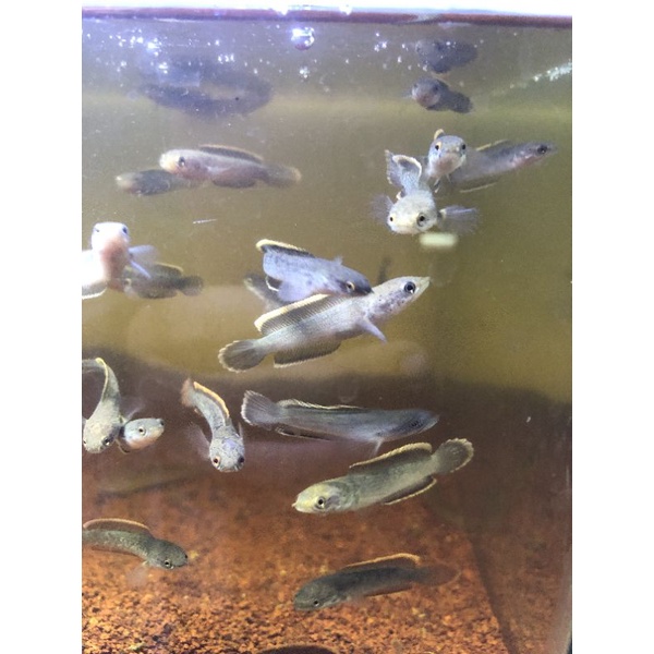 Limbata CB lawu RIM tebal (4-5cm)