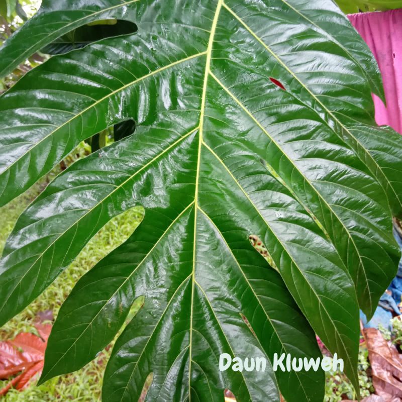 

Daun Kluwih atau Kluweh Petik Langsung dari Pohon