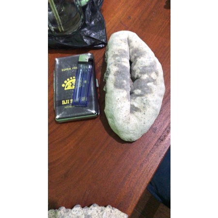 Jual Teripang susu putih/koro susu | Shopee Indonesia