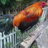 

Baru.. telur tetas ayam peru KJJ