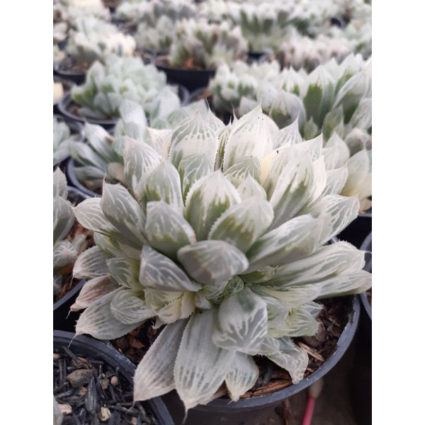 PREMIUM!!!Haworthia Cooperi