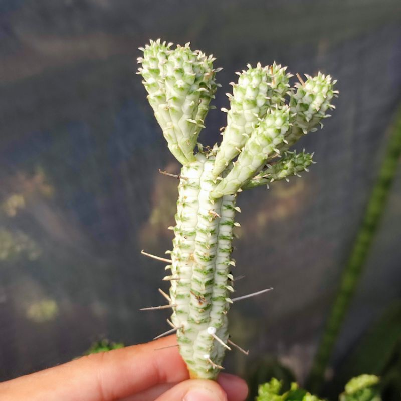 Sukulen euphorbia submammilaris varigata / Corn cob