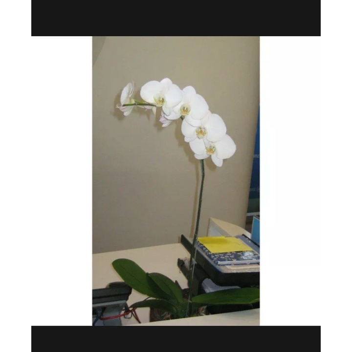 ANGGREK BULAN DEWASA JUMBO