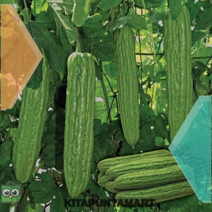 3 Benih Pare Dulco F1 bibit tanaman sayur sayuran / buah