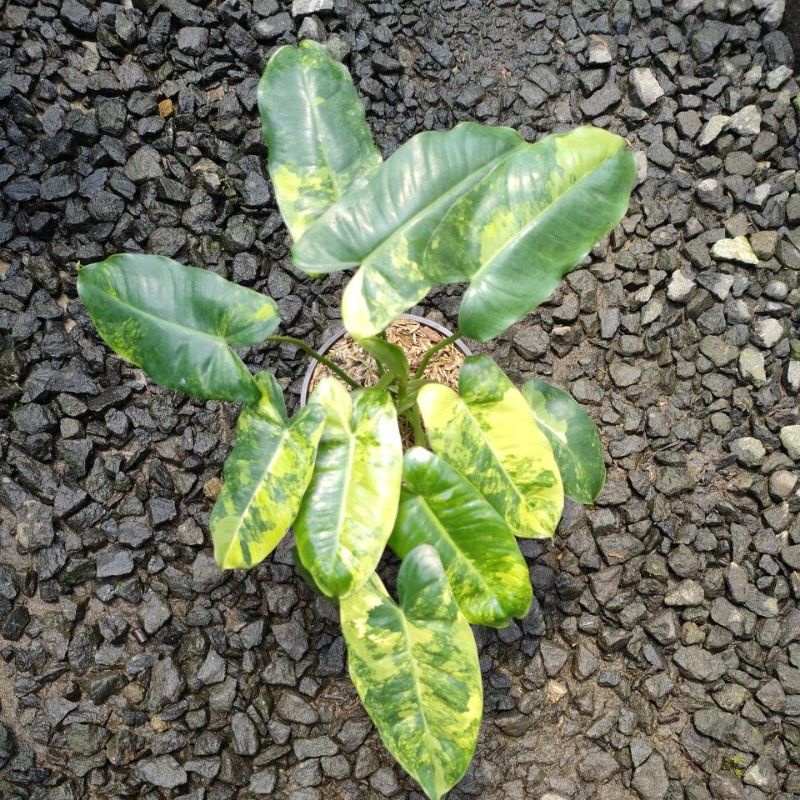 tanaman hias philodendron burlemarx Variegata/burlemarx var