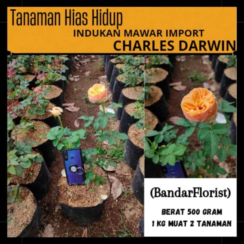 Mawar Indukan Import Charles Darwin - Mawar Indukan Import- Tanaman Hidup