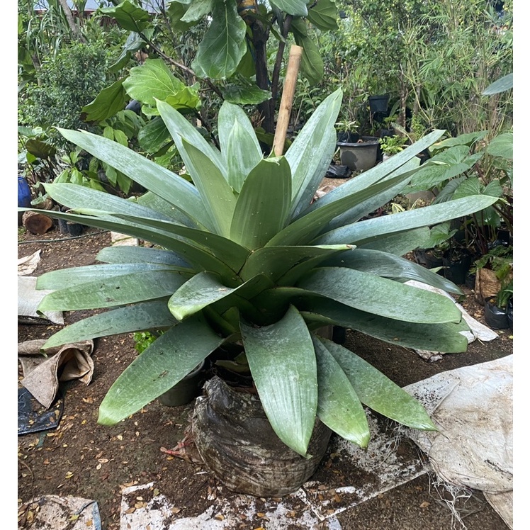 tanaman hias bromelia giant // bromelia giant