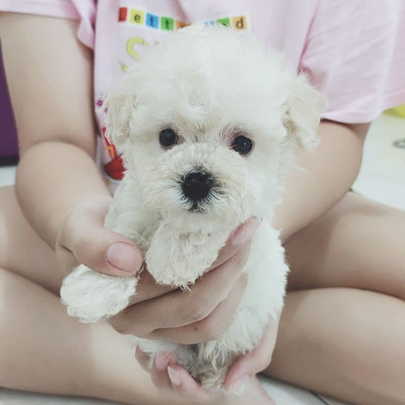 WHITE TOY TINY POODLE