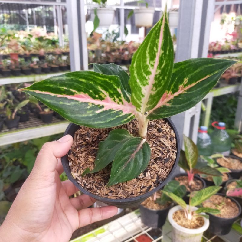 aglonema pink beauty