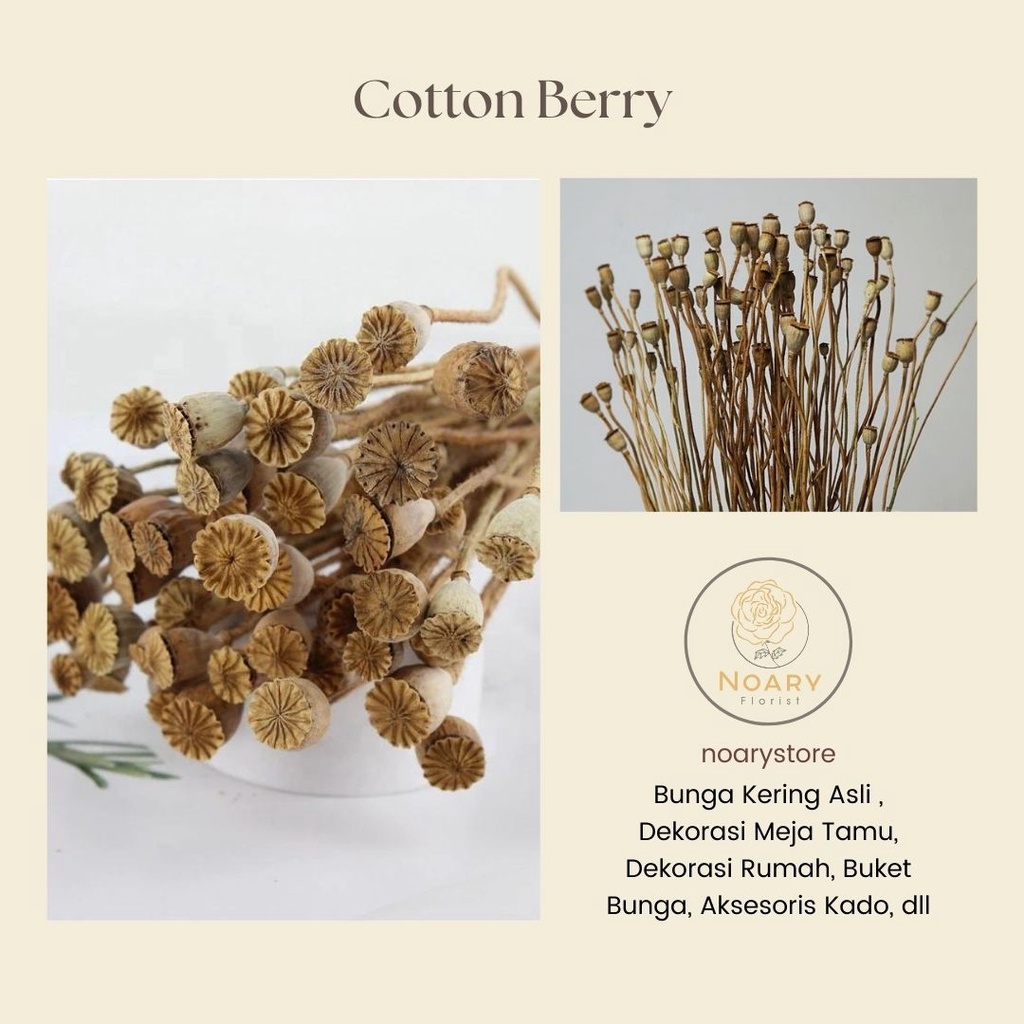 COTTON BERRY / Bunga Kering / Bunga Import / Bunga Hiasan / Hand Craff / Bunga / Daun Kering / Bunga