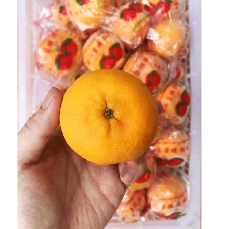 

[KODE 77] BUAH JERUK MANDARIN PONKAM PREMIUM JERUK KUPAS IMPORT IMPOR 500gr [HARVEST LINE]