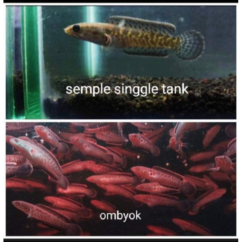 limbata golden tiger fulldot