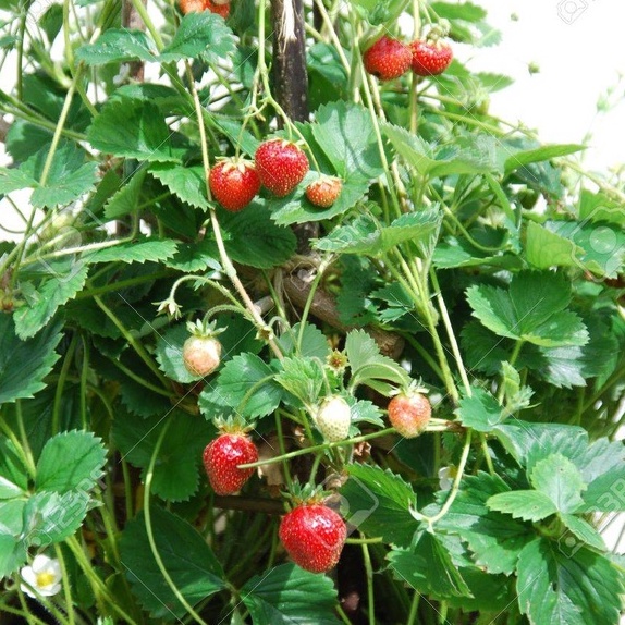 Benih Seribuan - 10 Bibit Buah Strawberry Rambat Unggul