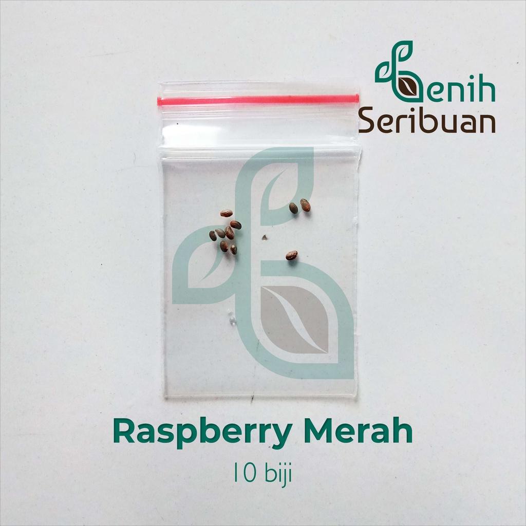 Benih Seribuan - 10 Bibit Buah Raspberry Merah Unggul