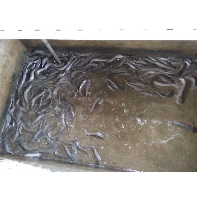 

Ikan Lele Konsumsi Segar 1kg