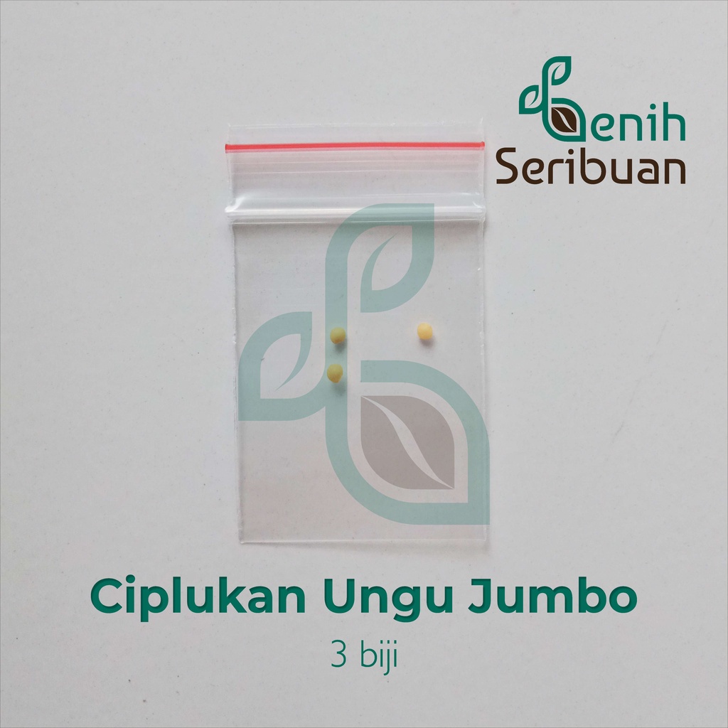 Benih Seribuan - 3 Bibit Buah Ciplukan Ungu Jumbo Unggul