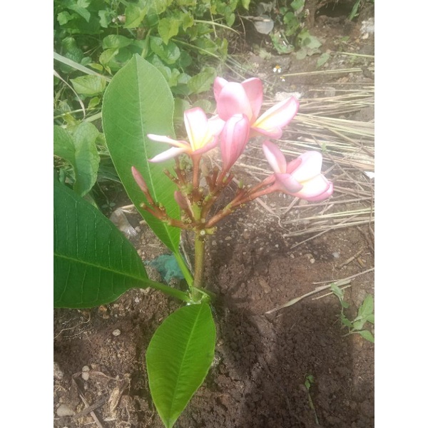 plumeria merah kamboja bunga merah