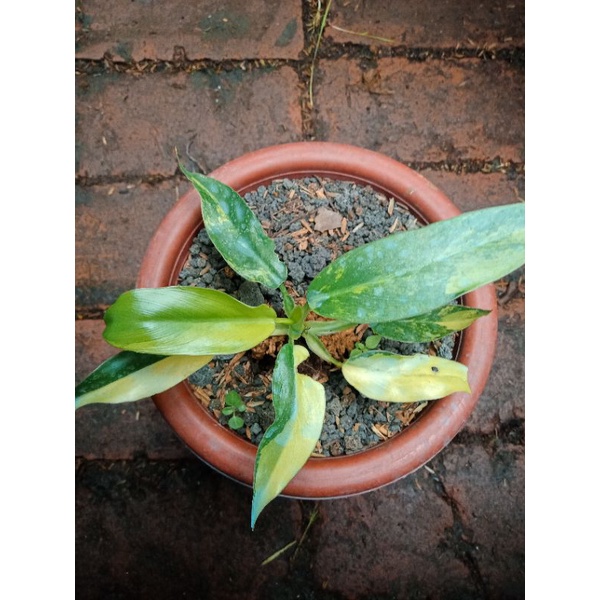 Domesticum variegata