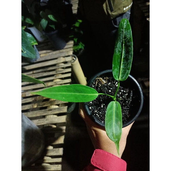 anthurium warocqueanum