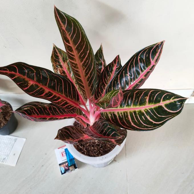 aglonema pride of sumatra