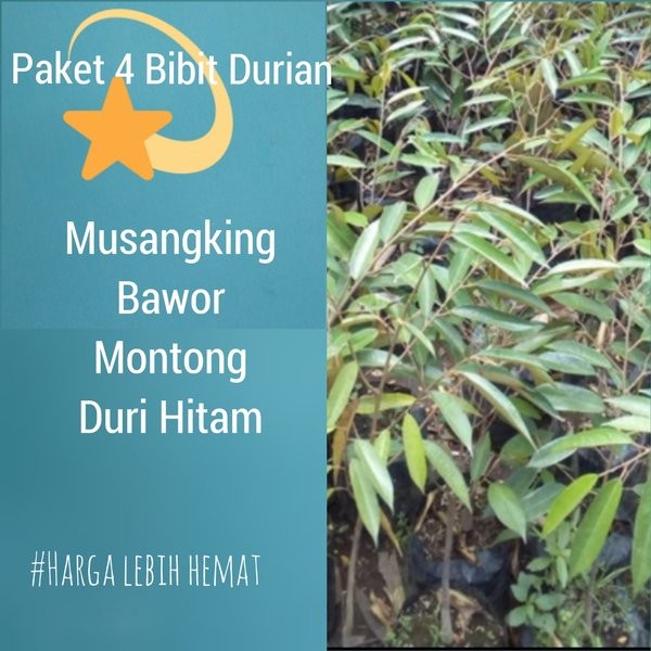 Promo Paket 4 Bibit Durian Musangking-Bawor-Montong-Duri Hitam
