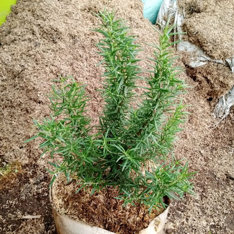 (Besar) Rosemary tanaman bumbu herbal