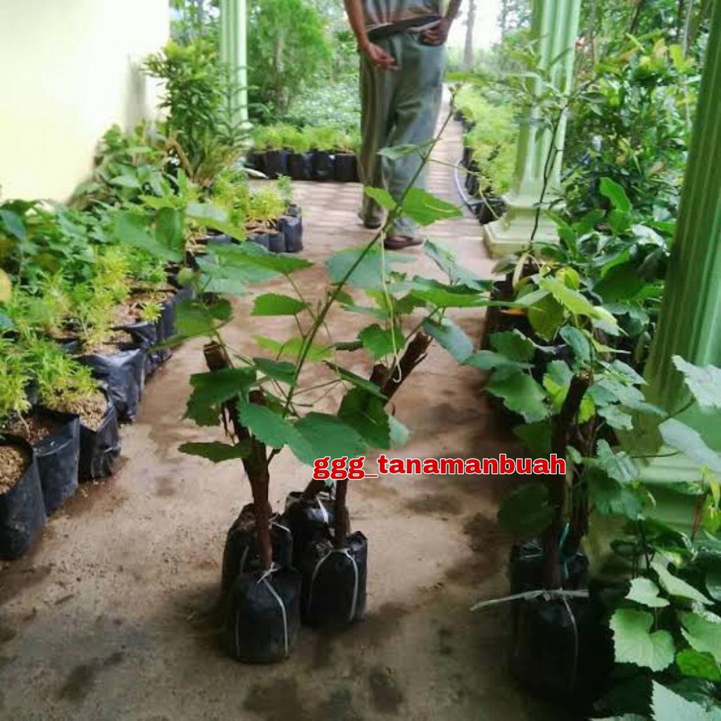 Bibit Anggur Romeo Hasil Grafting