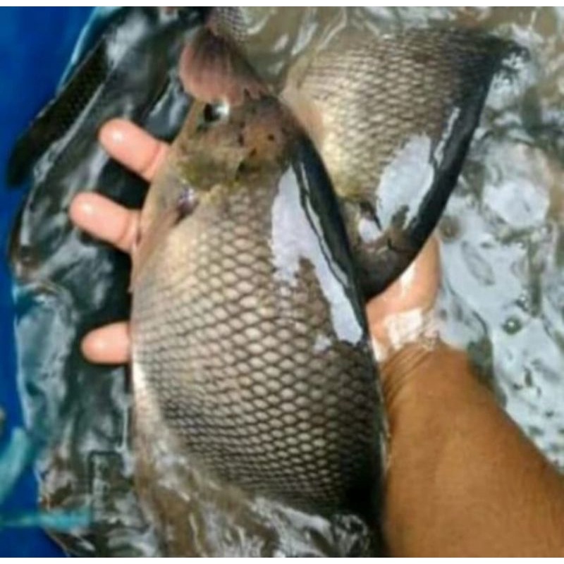 

Ikan Gurame Segar 1 Kg