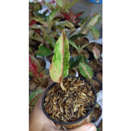 tanaman hias baby aglonema romantic love