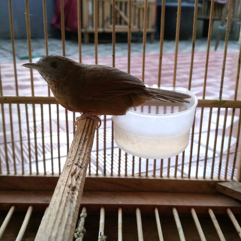 Tieumi / Wambi mini import jantan bunyi rajin